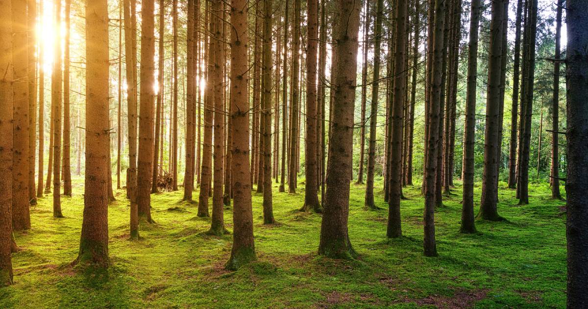 BIOFOREST exploitation forestière