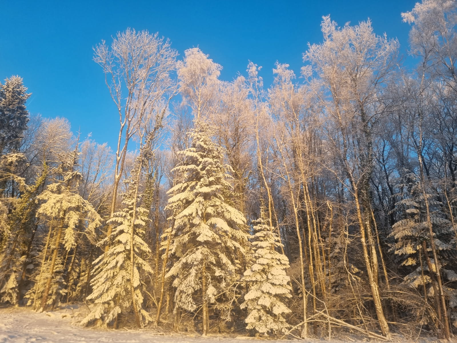 Actionnariat Biocombustibles Normandie