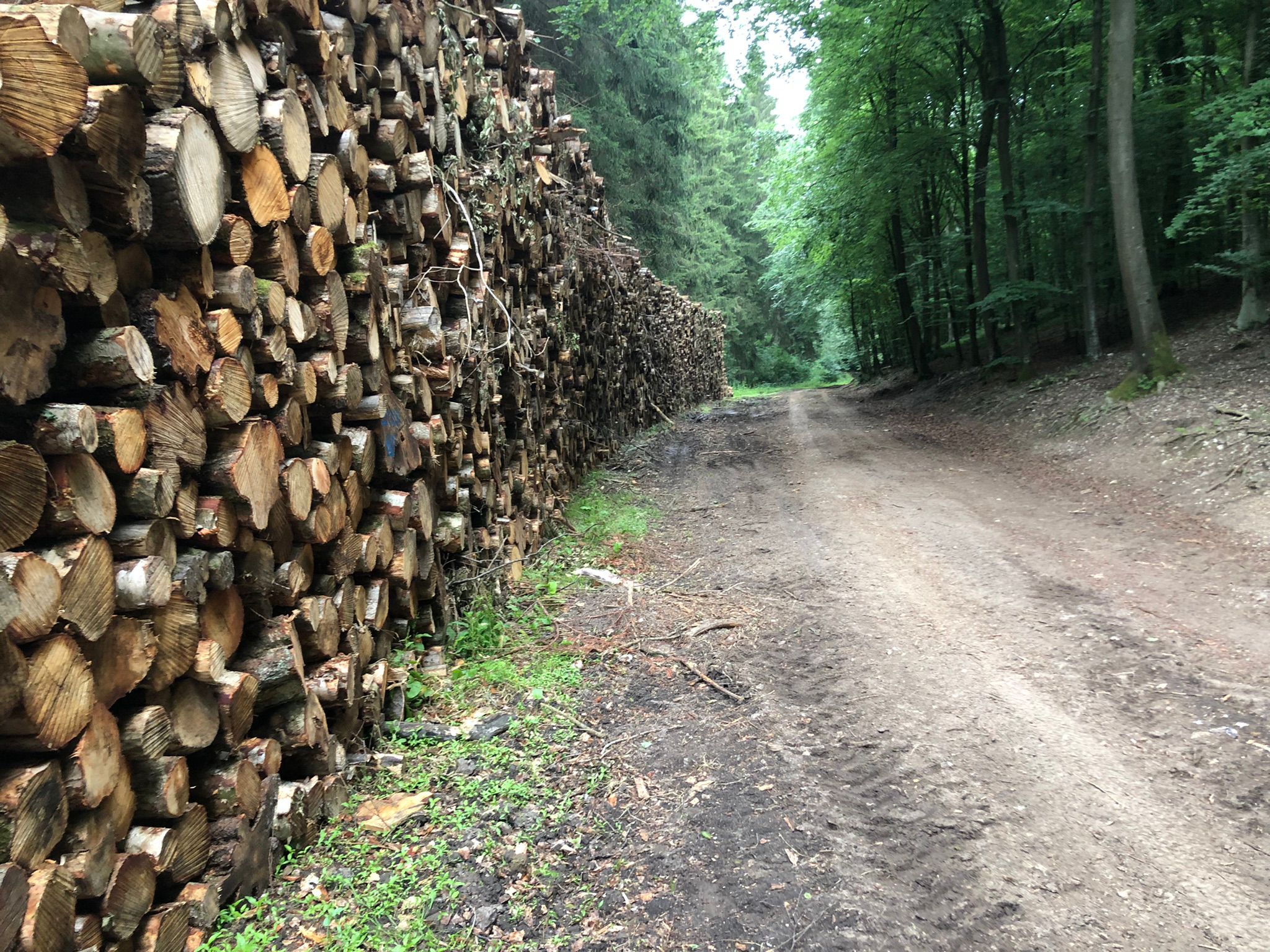 Tas de bois débardé